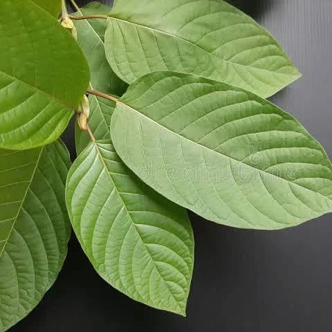 Kratom